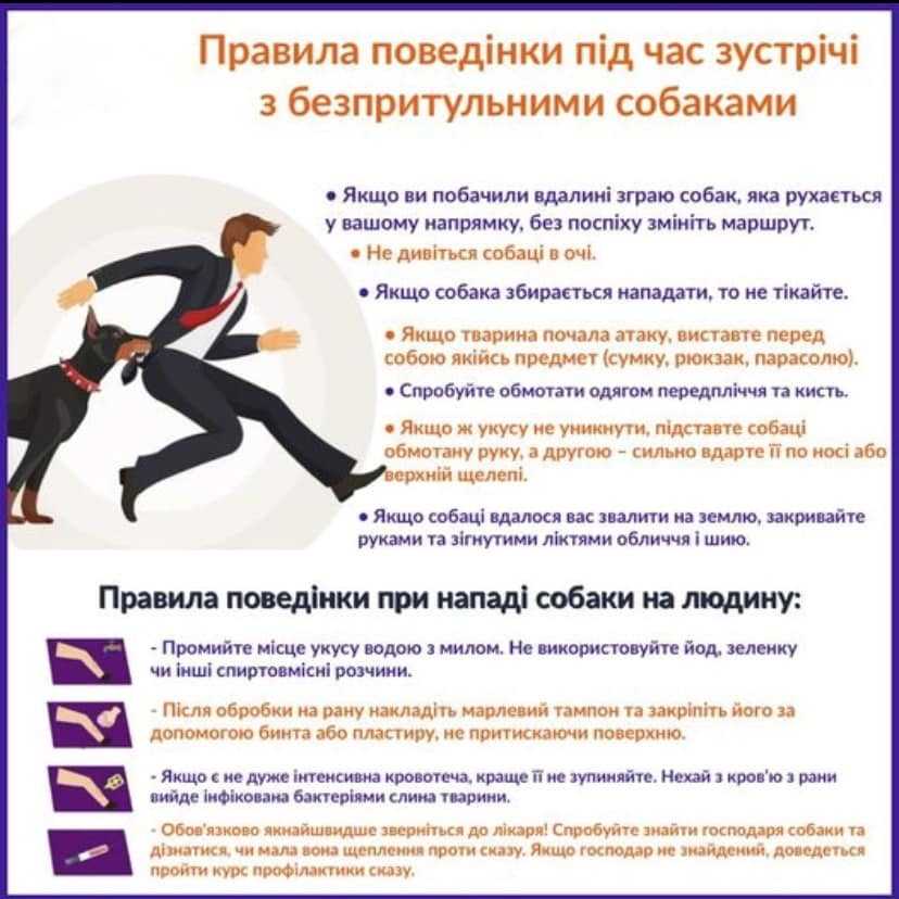#ПРАВИЛА_ПОВЕДІНКИ_ПІД_ЧАС_ЗУСТРІЧІ_З_БЕЗПРИТУЛЬНИМИ_СОБАКАМИ