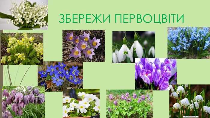 Екологічний захід «Збережімо первоцвіти»