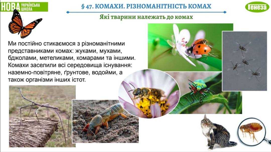 Урок на тему 
