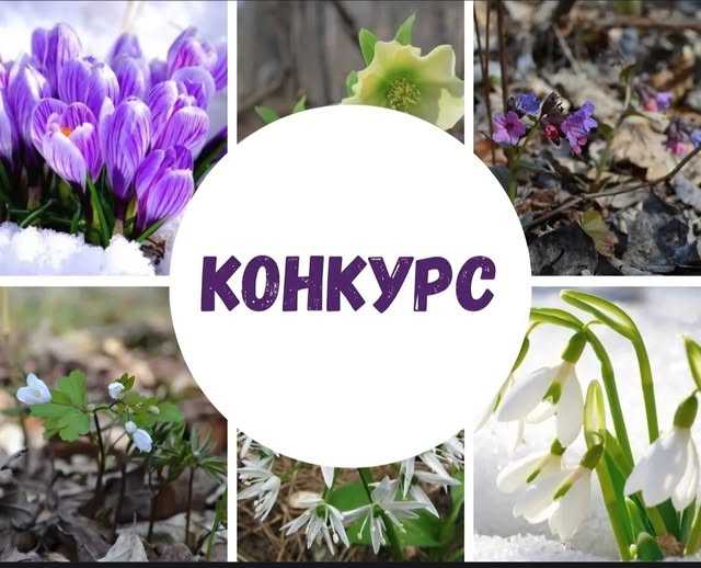 Вітаємо кращих знавців та захисників первоцвітів із заслуженими нагородами !