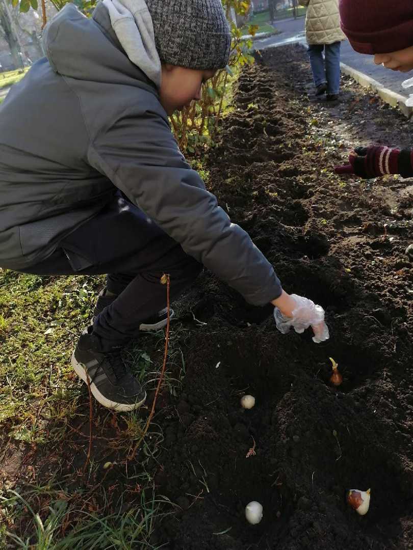 Навчальний заклад отримав цибулини тюльпанів, крокусів, гіацинтів, ірисів, аліумів.